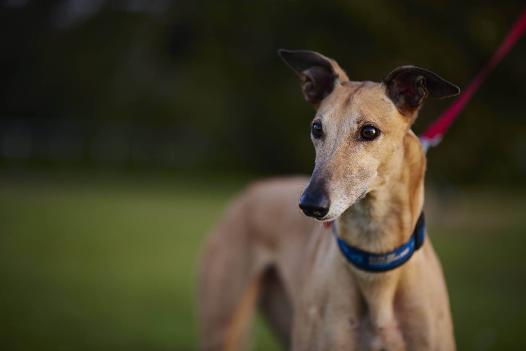 Greyhounds Running Dogs