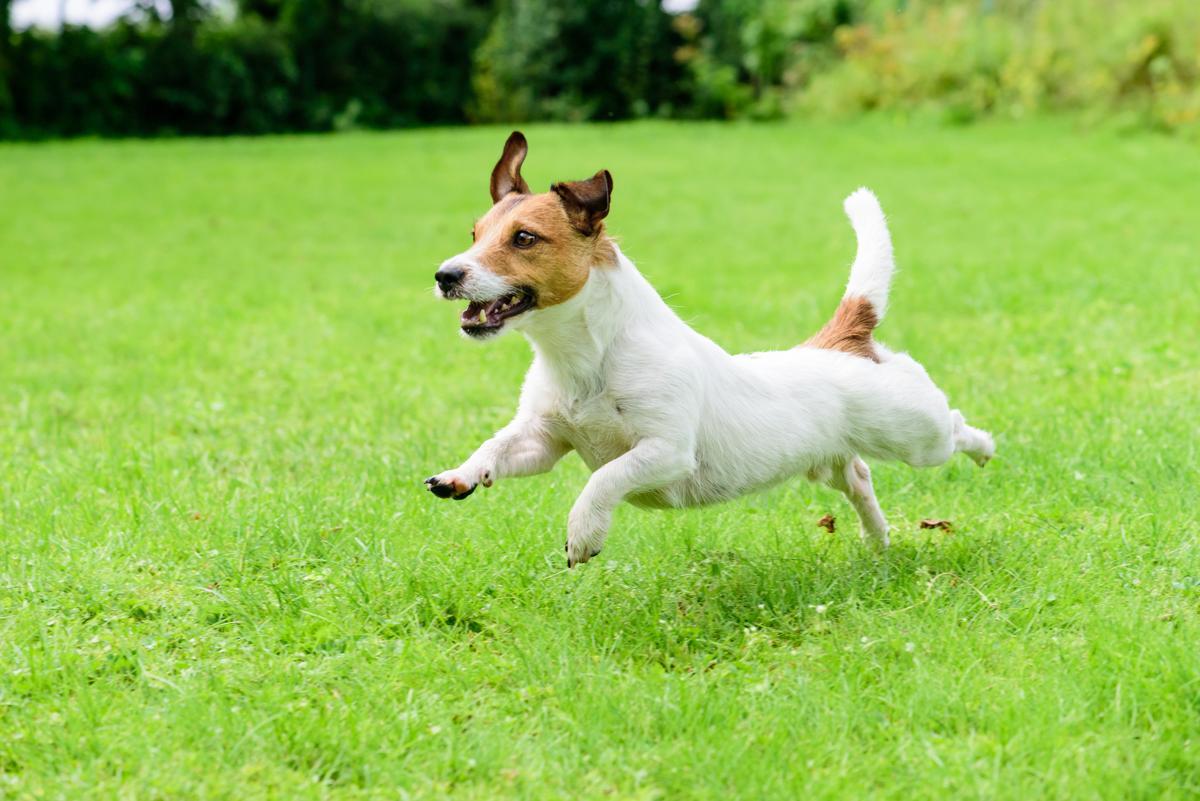 Jack Russell Running Dogs