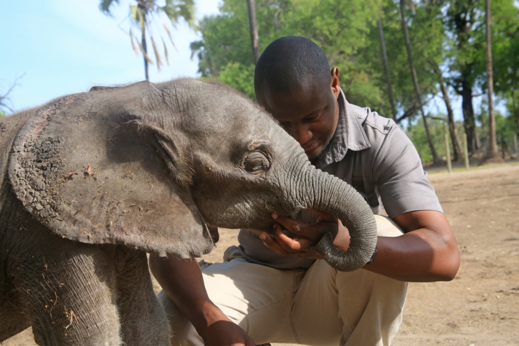 "Bee" Pokolo with a 2-week-old elephant who later died from an umbilical cord infection. Mortality is high for orphans under a year old because they are such emotional creatures and susceptible to ulcers and other stress-related issues, says Debra Stevens.
