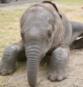 Getting up after a nap is so hard to do.
