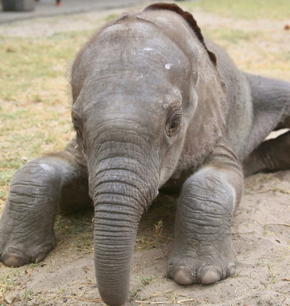 Getting up after a nap is so hard to do.