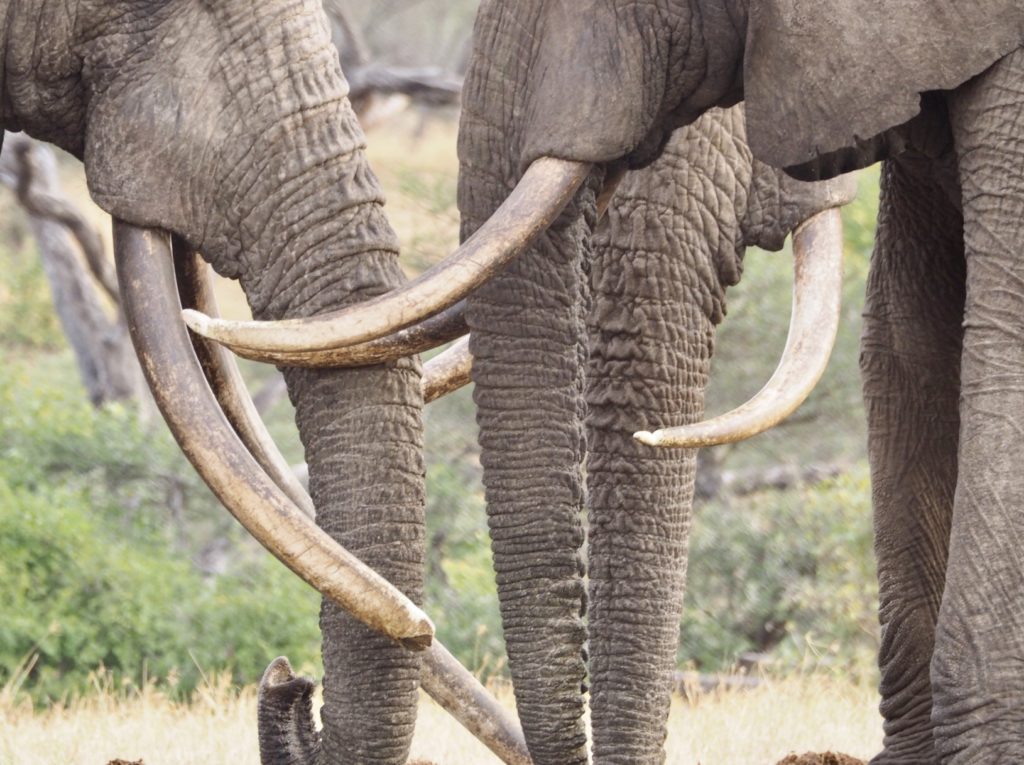 Elephants in Botswana are poached for their ivory and other body parts to sell on the black market, leaving orphans behind.