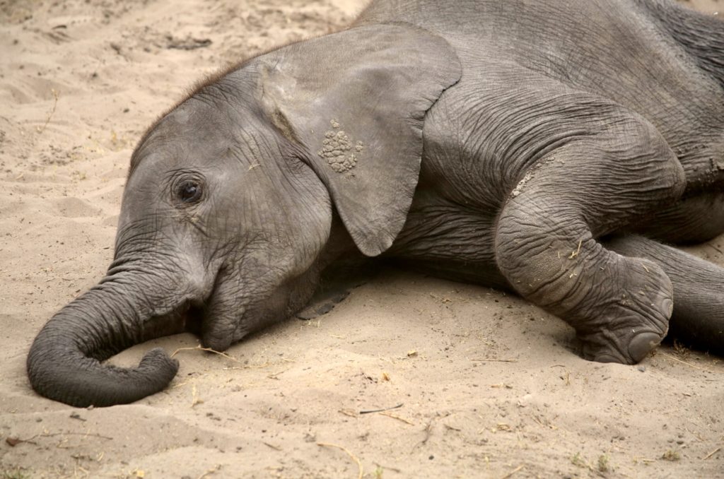 An orphan takes a break at Elephant Havens