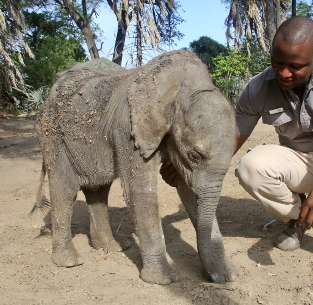 "Bee" Pokolo with Nadeli at 8 weeks old. Baby elephants are entirely dependent on their mothers for the first several years of life. Orphans like this one will die without round the clock care from trained Elephant Havens employees.