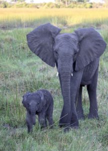 A mother and her baby, photographed near Elephant Havens