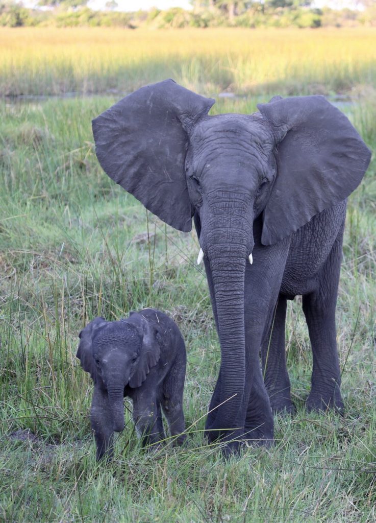 A mother and her baby, photographed near Elephant Havens