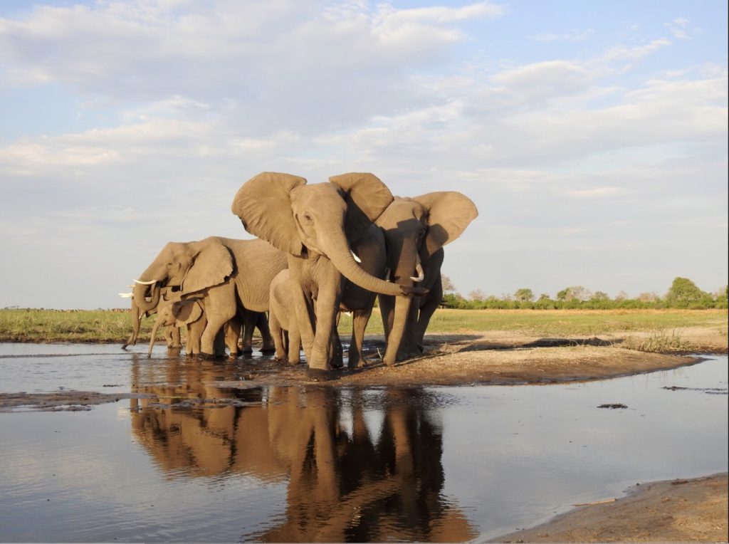 Elephants at a watering hole in the Okavango Delta. The delta is in the Kalahari desert and remains dry until it rains in nearby Angola, when floodwaters rush into the area. 