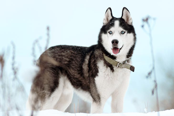 Husky Dog Running