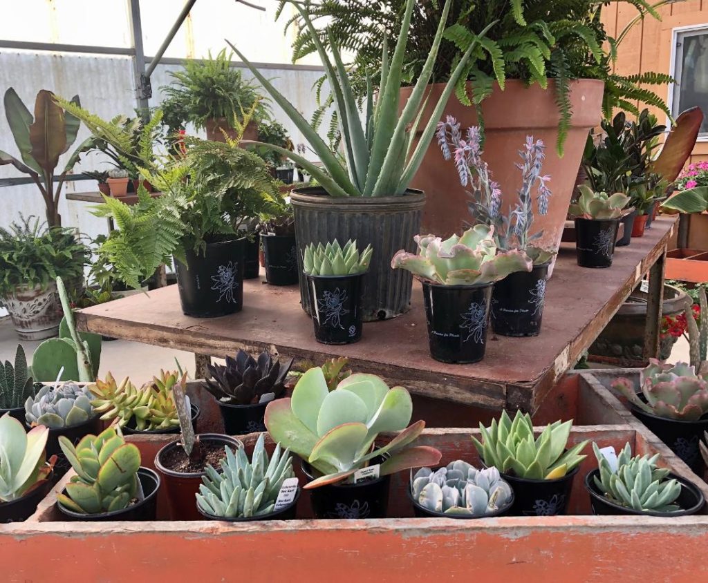 Westland 2 – cart filled with succulents