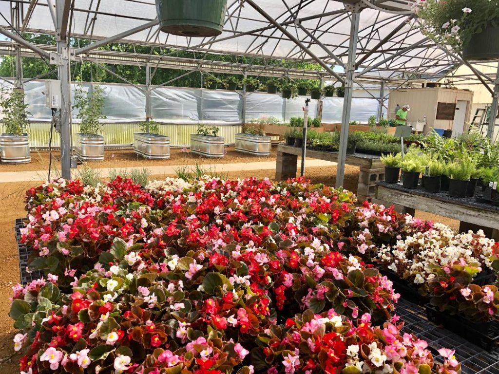 Westland 5 – colorful plantings