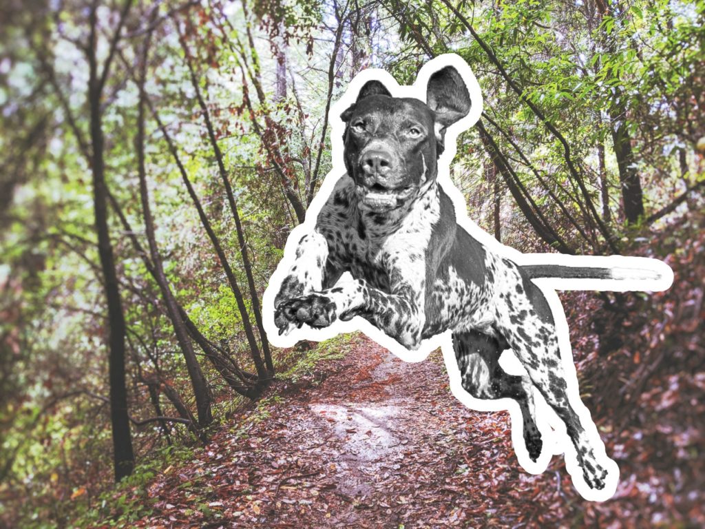 best dogs for running