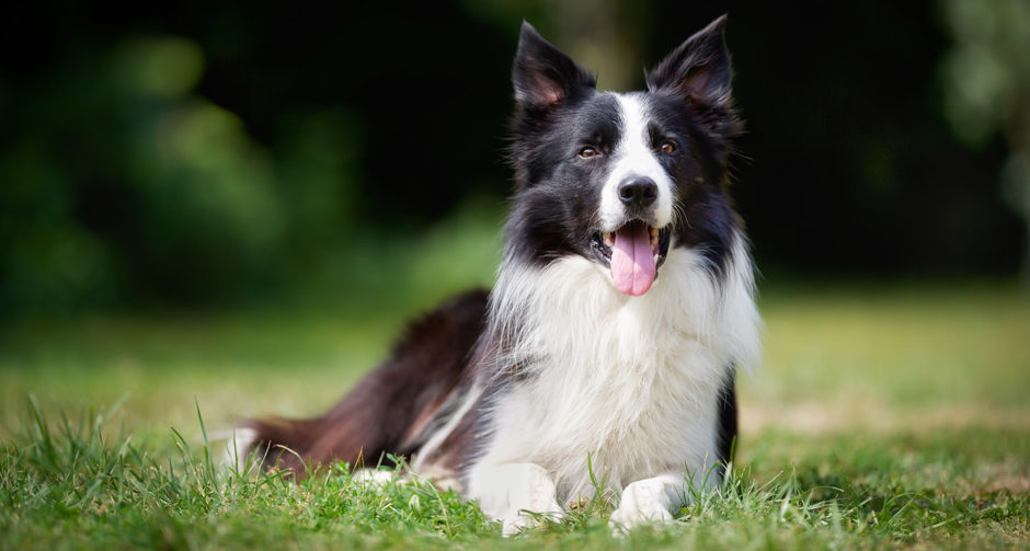 Border Collies