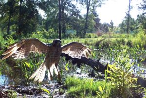 Image of Hawk at Clay Family Eastern Glades; Photo by Memorial Park Conservancy