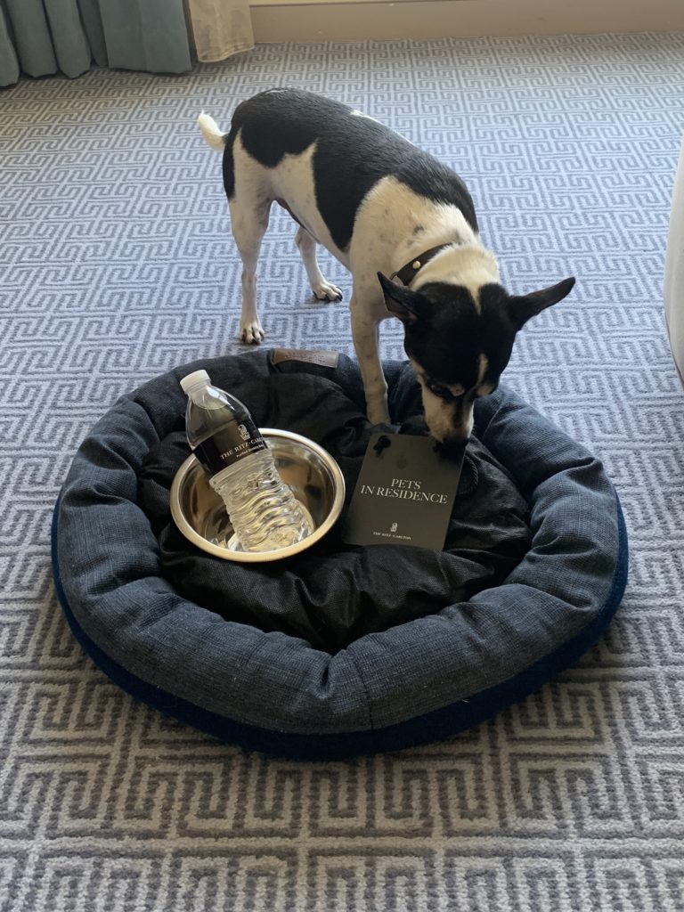 A pet in residence at the Ritz-Carlton.