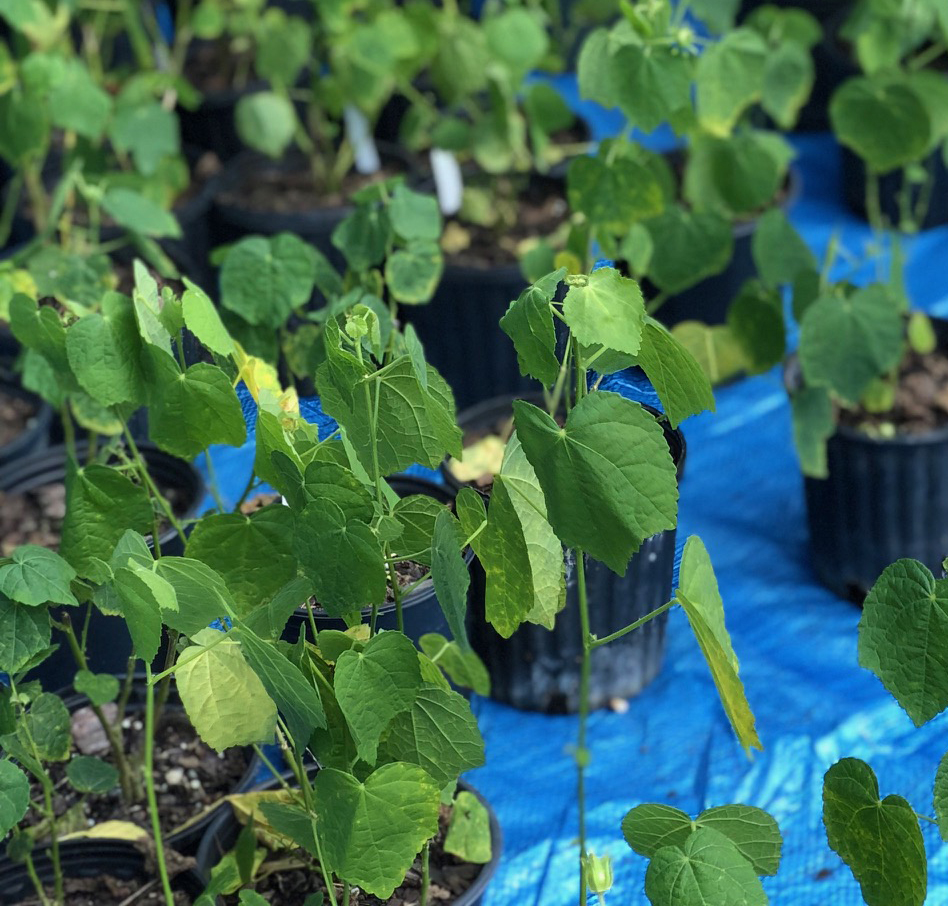 The beauty of samplings planted by Trees For Houston. (Trees For Houston photo)