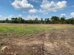 A coastal prairie is in the making in Memorial Park. (Photo by Shelby Hodge)