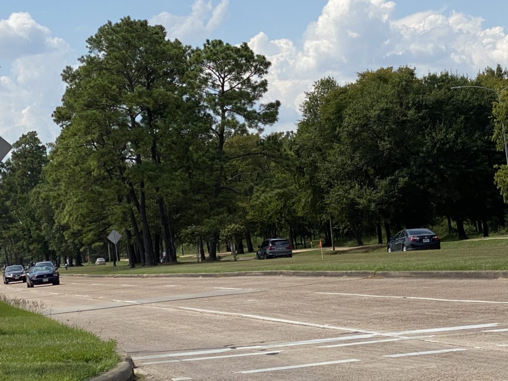 The median along Memorial Drive in Memorial Park, photographed last month, provided an eye-pleasing shield against the sun and distant visions of the Galleria area's urbanity. (Photo by Shelby Hodge)