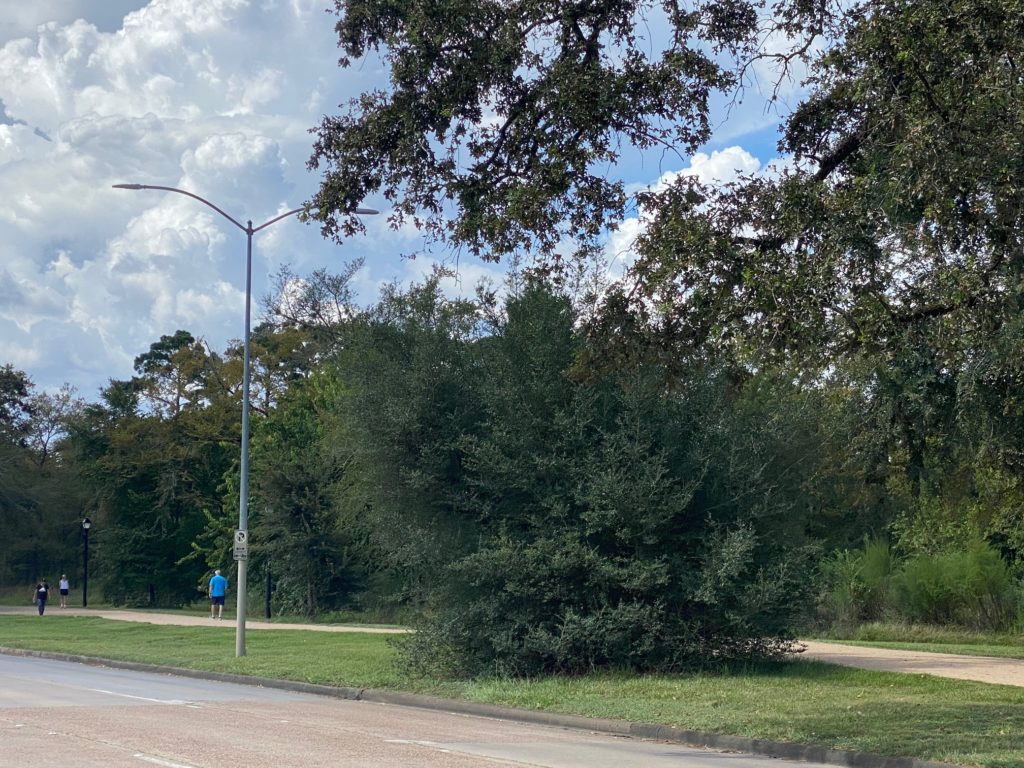 Say goodbye to these trees once the Memorial Park Land Bridge project is in full swing.  (Photo by Shelby Hodge)