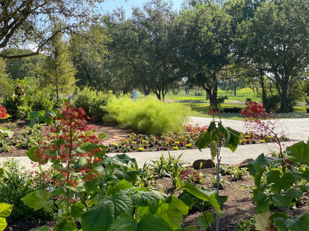 The Houston Botanic Garden's Global Collection Garden is populated with 350 varieties of plants. (Photo by Shelby Hodge)