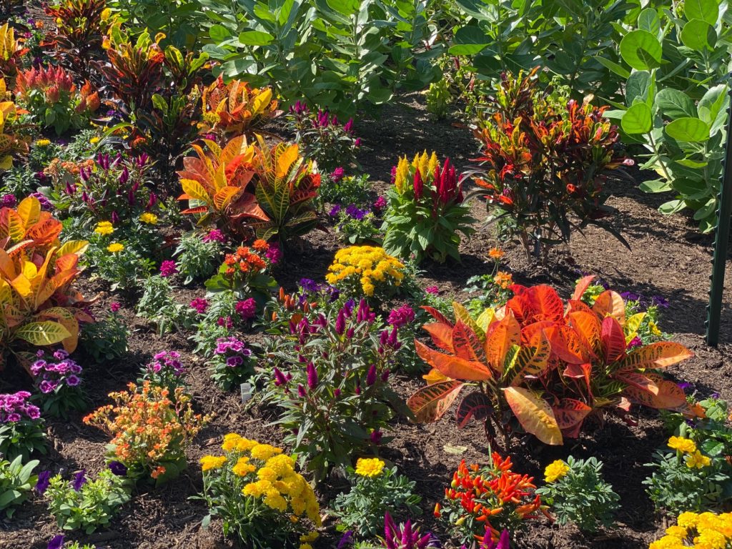 Fall colors in the Global Collection Garden attract a bounty of yellow butterflies, fulfilling the garden's role as pollinator. (Photo by Shelby Hodge)