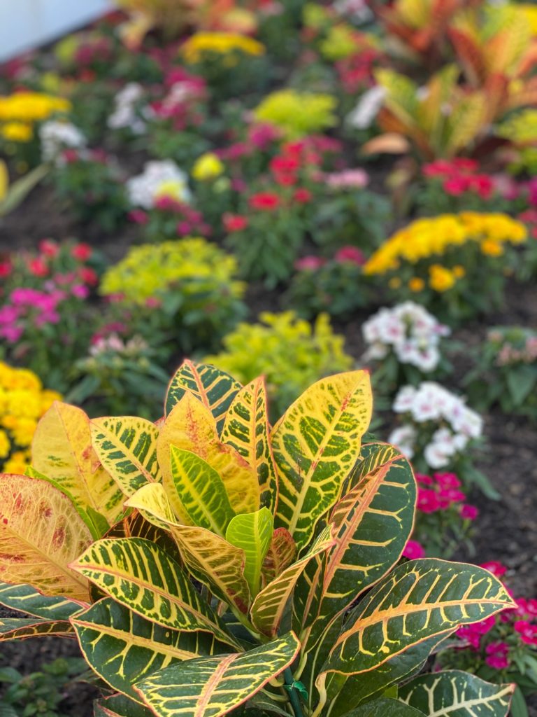 Crotons and colorful perennials paint the garden landscape in a bold palette. (Photo by Shelby Hodge)