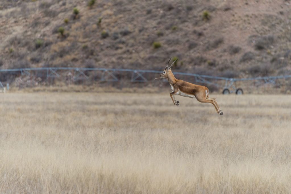 Adjacent to the state treasure of Big Bend National Park.
