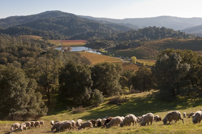 Somerston Vineyard, Napa, California