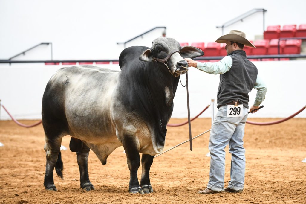 Fort Worth Stock Show and Rodeo cancelled in 2021. Photo by Next Level Images.
