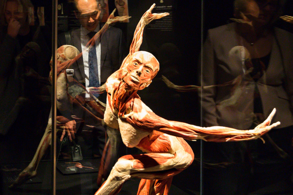 Body Worlds (HMNS) Houston Weekend