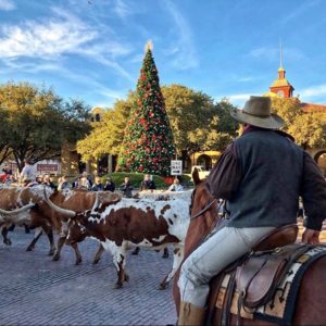 Fort Worth Herd daily cattle drive