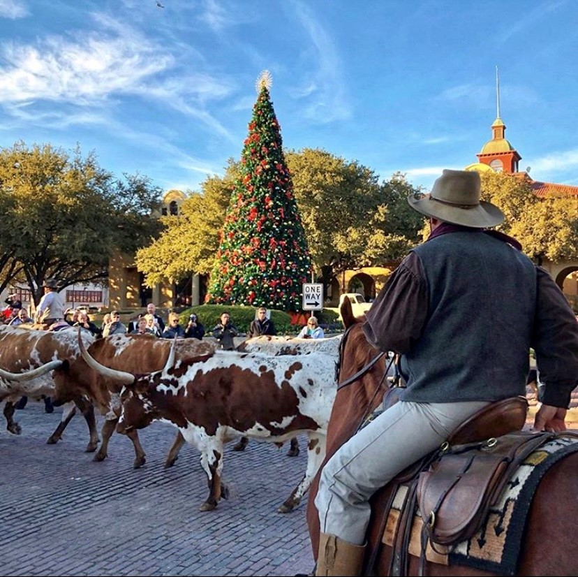 Fort Worth Herd daily cattle drive on Exchange Avenue.