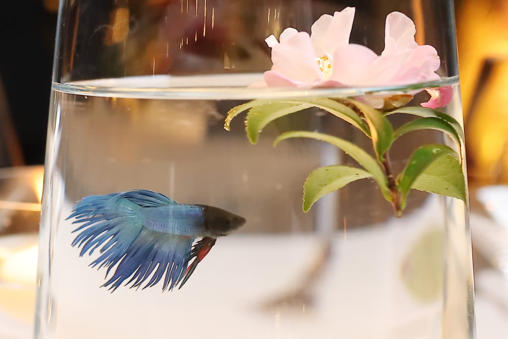 Goldfish of various colors swam in the vases atop each table at the Correa Family Foundation dinner hosted by Fabergé at the home of Isabel and Ignacio Torras. (Photo by Quy Tran)