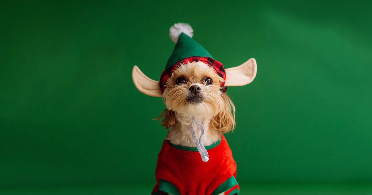 Santa Paws Reunion Tower