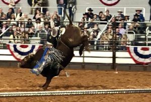 Bull Riding photo by Courtney Dabney