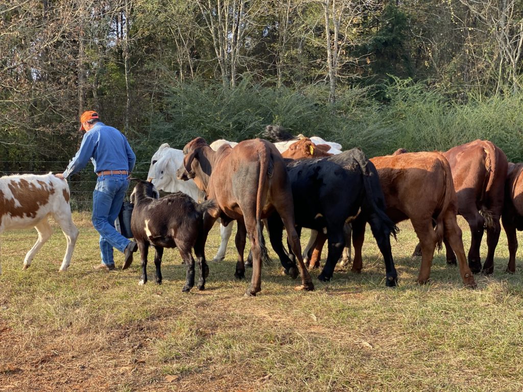 Tony Buzbee's ranch foreman at Antioch Buzbee Ranch escorts rescue cows across a field. (Photo by Vivian Arcidiacono)