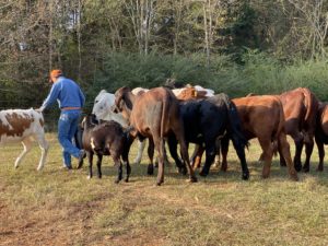 08_Ranch foreman with rescue cows on Frances field