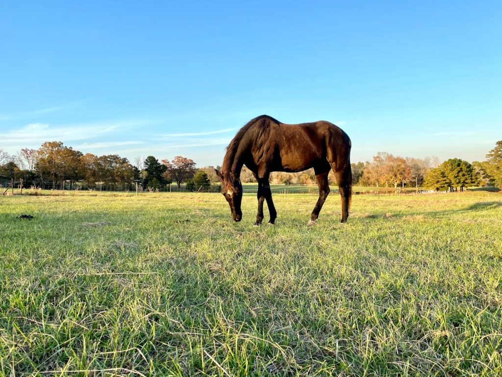This beautiful horse on the range at the East Texas Antioch Buzbee Ranch is a Habitat for Horses rescue. ((Photo by Vivian Arcidiacono)