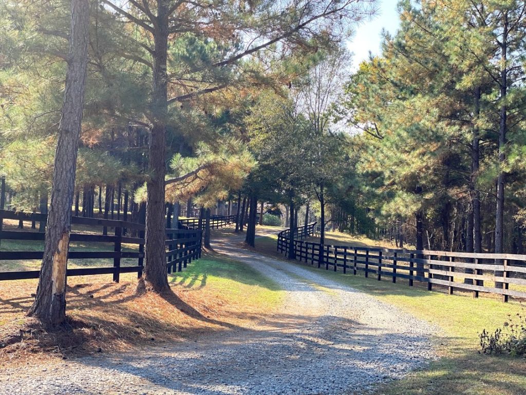 The pine-forested terrain of Tony Buzbee's Antioch Buzbee Ranch in East Texas is a beautiful place for saving rescue animals. (Photo courtesy of Frances Moody)