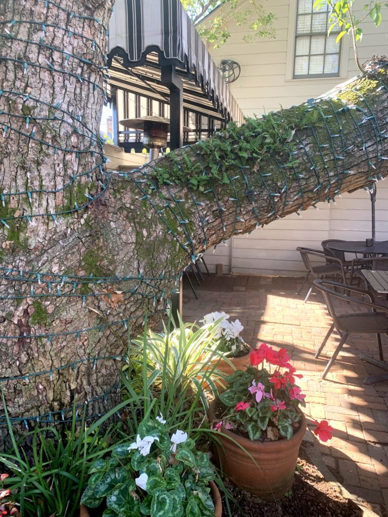 It's time to say goodbye to the majestic camphor tree at Backstreet Cafe in the River Oaks neighborhood. (Photo by Paula Murphy)