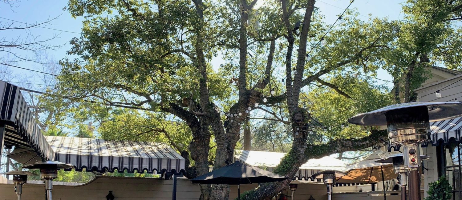 Backstreet Cafe camphor tree (Photo by Paula Murphy)