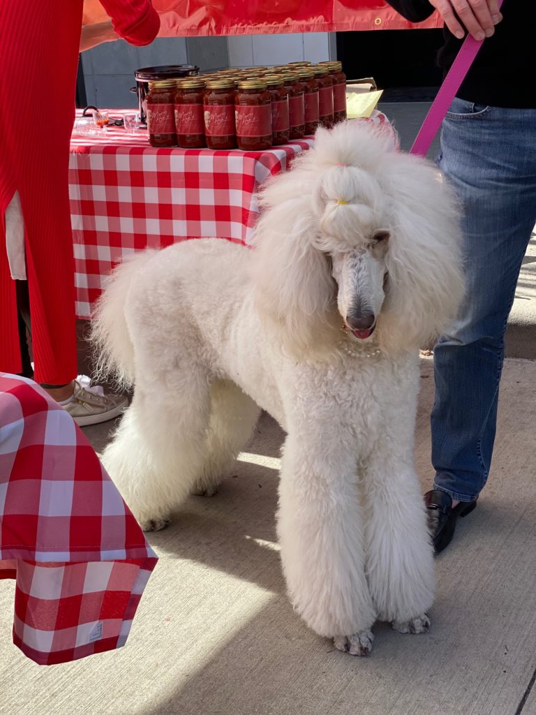 Even vendors bring along their pooches, here a standard poodle, to the open-air market at River Oaks District. (Photo by Shelby Hodge)