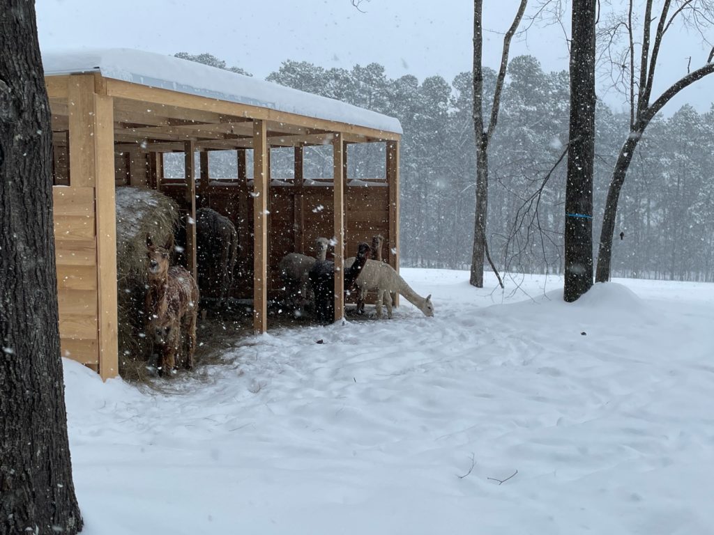 Tony Buzbee and Fances Moody insured that shelters were built across the 7,000 acre Antioch Ranch to provide protection for the rescue animals. (Photo courtesy of Antioch Ranch)