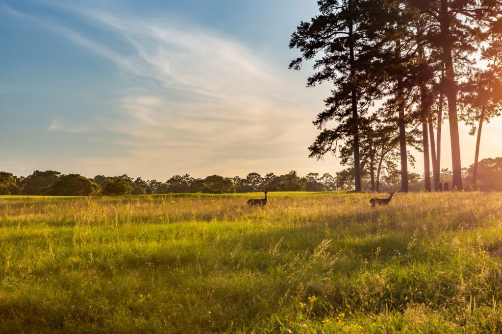 Bluejack has 35 miles of hiking trails to enjoy.