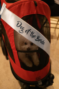 Dog of the bride in special carrier