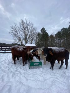 Rescue cattle at Antioch Ranch