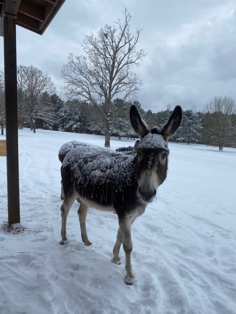 A rescue donkey at Antioch Ranch  in East Texas where Tony Buzbee and Frances Moody are working with ranch foremen to keep the animals safe. (Photo courtesy of Antioch Ranch)