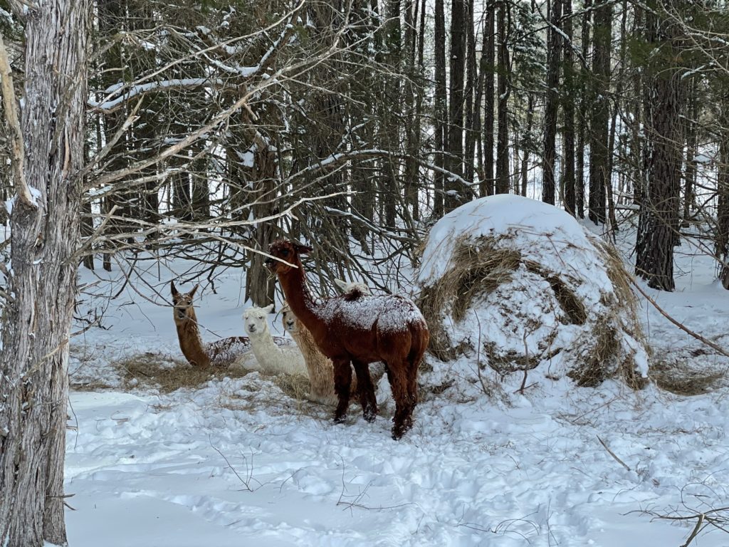Llamas in the field at Tony Buzbee's Antioch Ranch in East Texas soon find shelter against the winter storm Uri. (Photo courtesy of Antioch Ranch)
