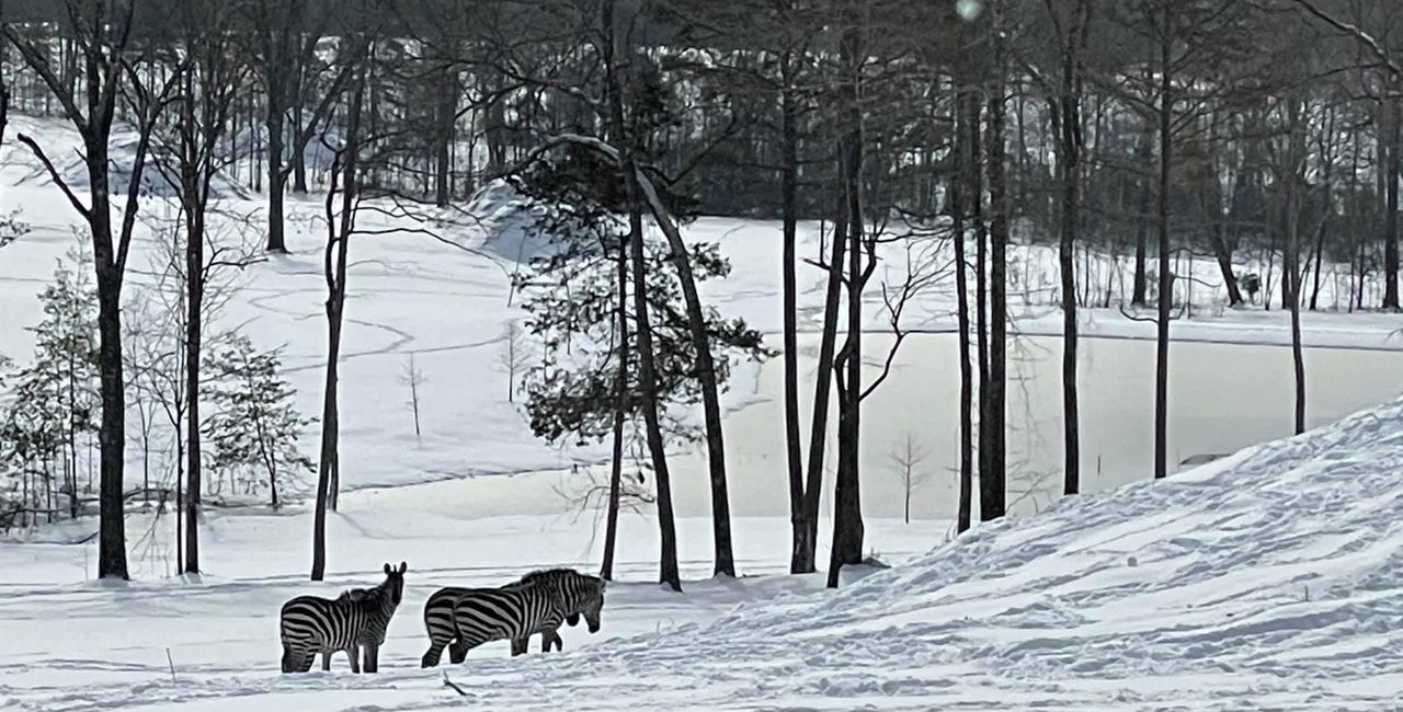 Zebras in the snow at Houston attorney Tony Buzbee’s Antioch Ranch in East Texas.