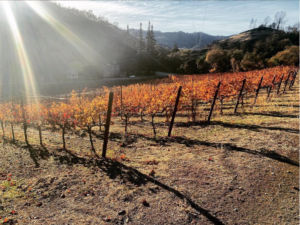 Screen Shot 2021-02-05 at 2.59.01 PM