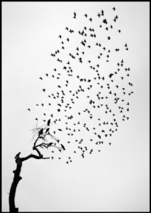 Pentti Sammallahti’s “Delhi, India (Flock of Birds),” 1999, printed 2020, Silent Auction Lot 62